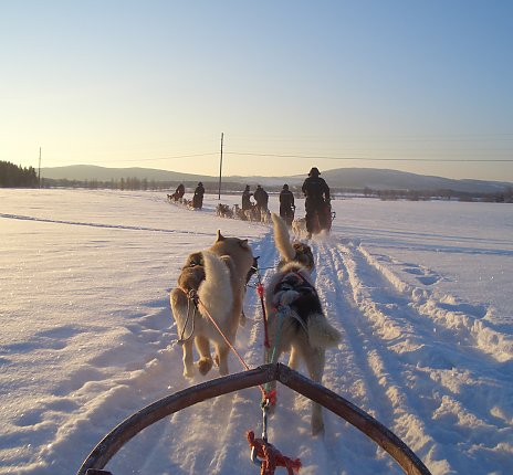 Auch mit den Schlittenhunden kann man Schweden während der Reise erkunden. 