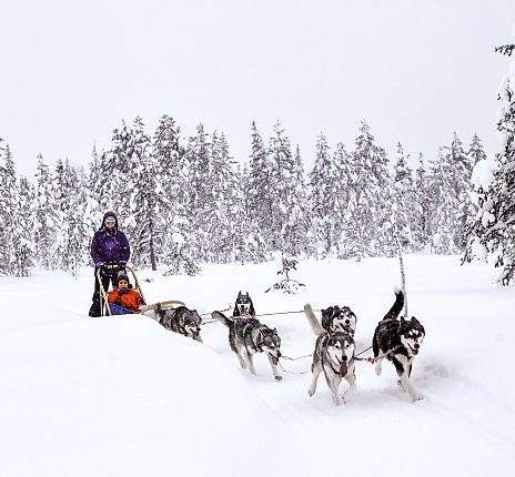 Ebenfalls ein Highlight im Winterurlaub: Das Hundeschlitten-Abenteuer. 