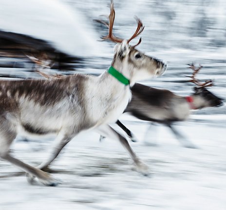 Neben allen Wintersportaktivitäten hat Kuusamo-Ruka auch ganz viel Natur zu bieten. 