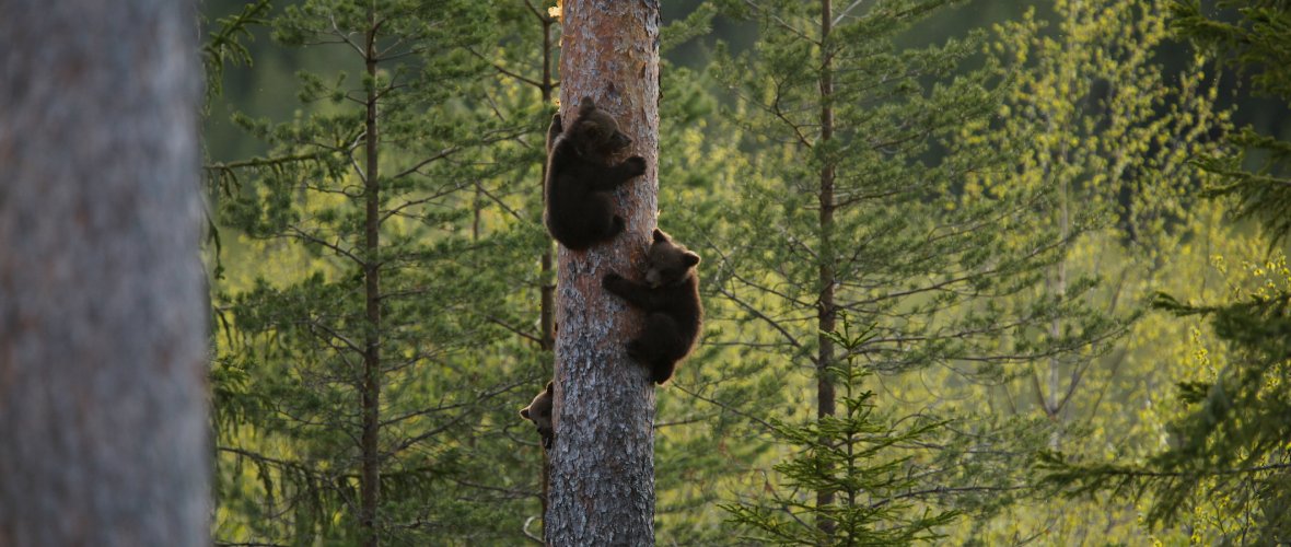 Natururlaub in Schweden - Abenteuerurlaub im Reich der Bären