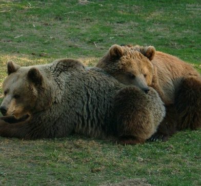 Schwedens Tierwelt wartet auf Sie