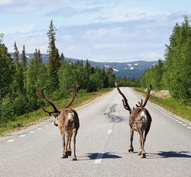 Schwedisch Lappland