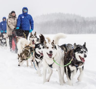 Die emsigen Huskys ziehen den Schlitten im Eiltempo.© Ted Logart