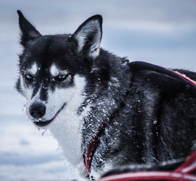 Faszinierend und pfeilschnell: Die Huskys lernen Sie während der Schlittenfahrt genau kennen.