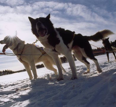 Huskies in Kirkenes© Joern-Tomter/nordnorge.com