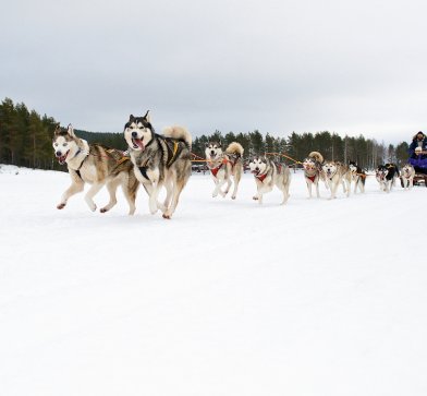 © Graeme Richardson, Lapland Travel Services, all rights reserved
