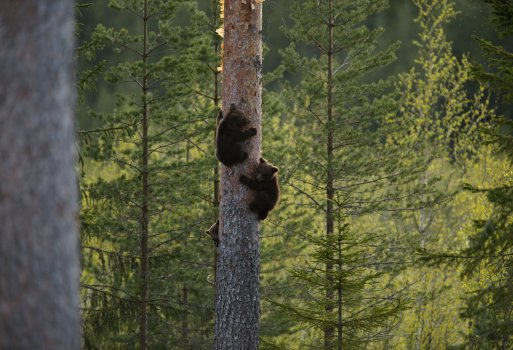 Natururlaub in Schweden - Abenteuerurlaub im Reich der Bären
