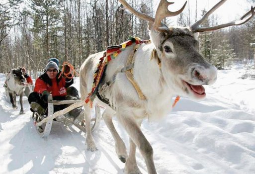 Rentier-Erlebnisse in Finnisch Lappland